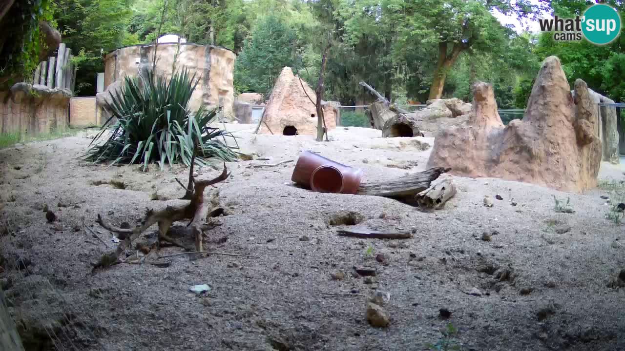 Zoo Ljubljana – Live webcam Meerkat (Suricata)