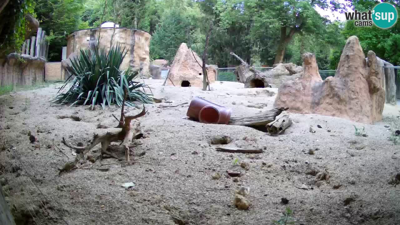 Webcam Zoo Ljubljana – Suricate