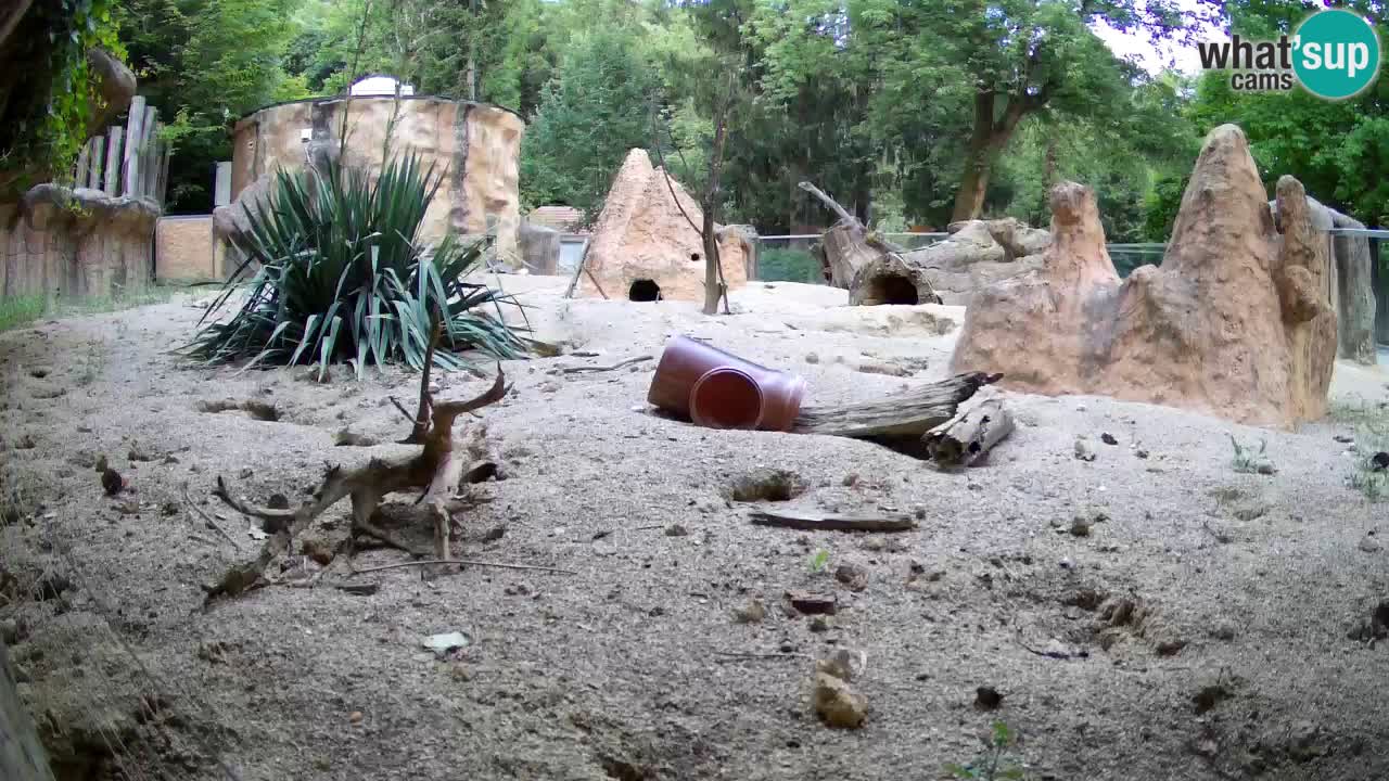 Web kamera Zoo Ljubljana – Merkat