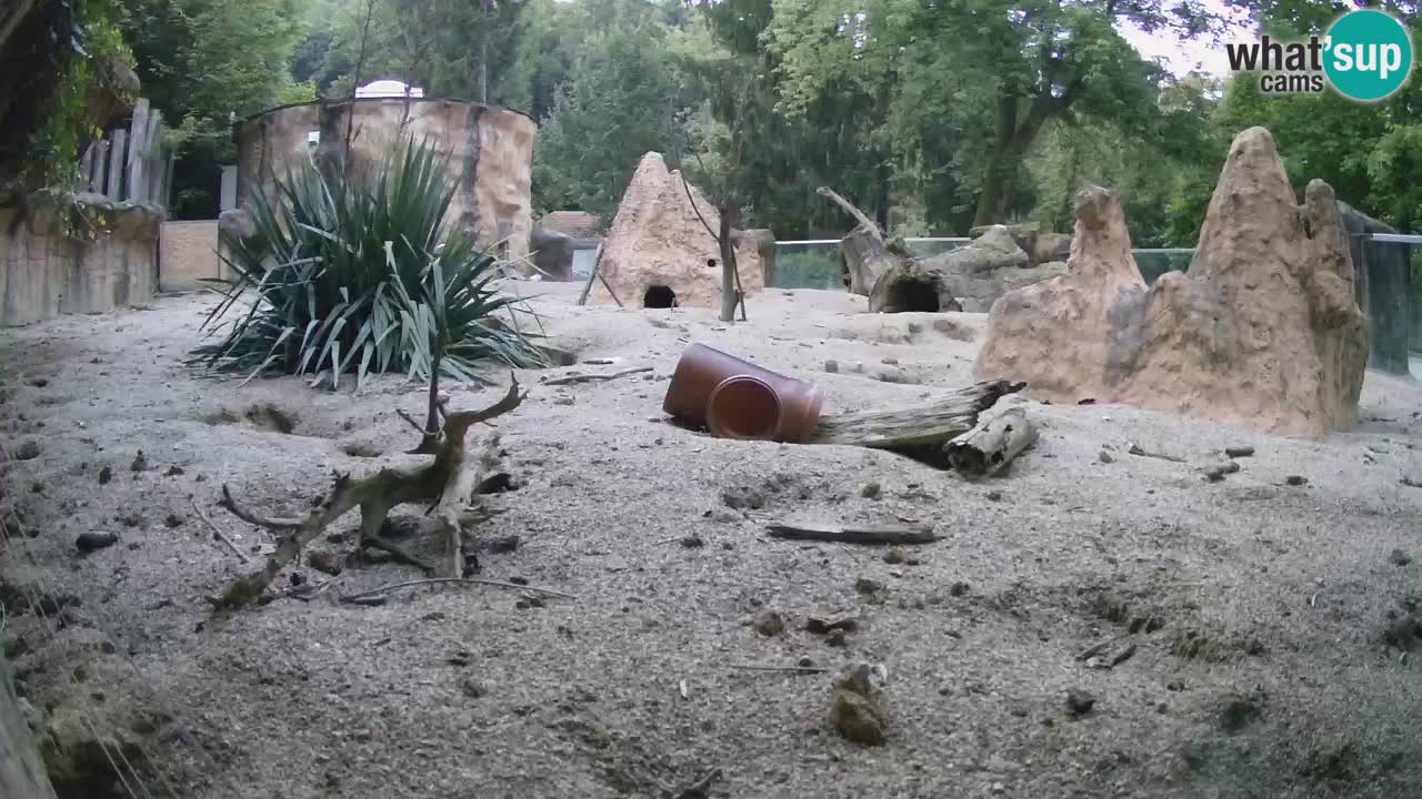 Zoo Ljubljana – Live webcam Meerkat (Suricata)