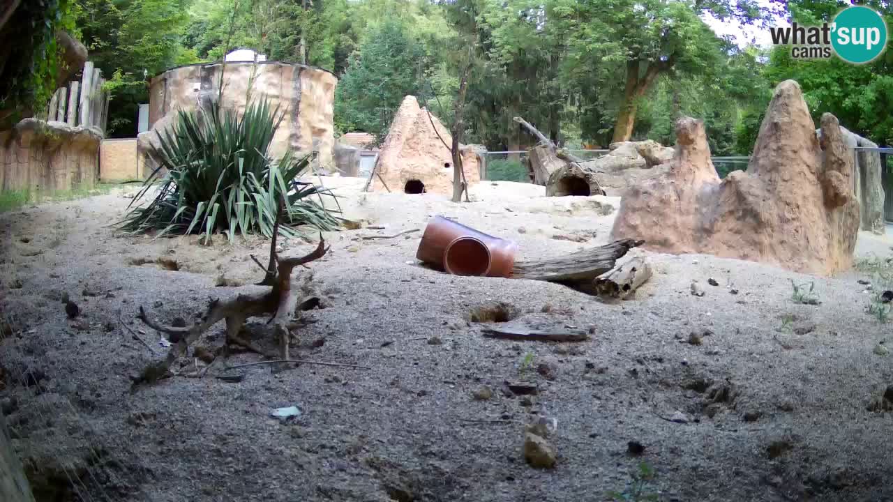 Webcam live Zoo Ljubljana – Suricata