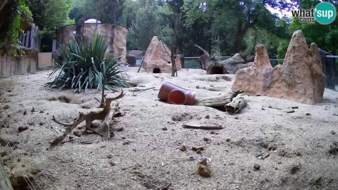 Zoo Ljubljana – Live webcam Meerkat (Suricata)