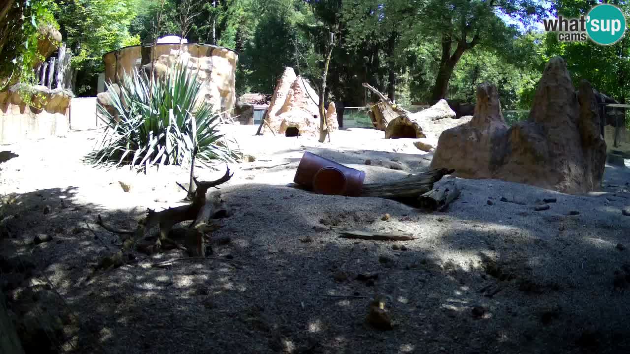 Webcam live Zoo Ljubljana – Suricata
