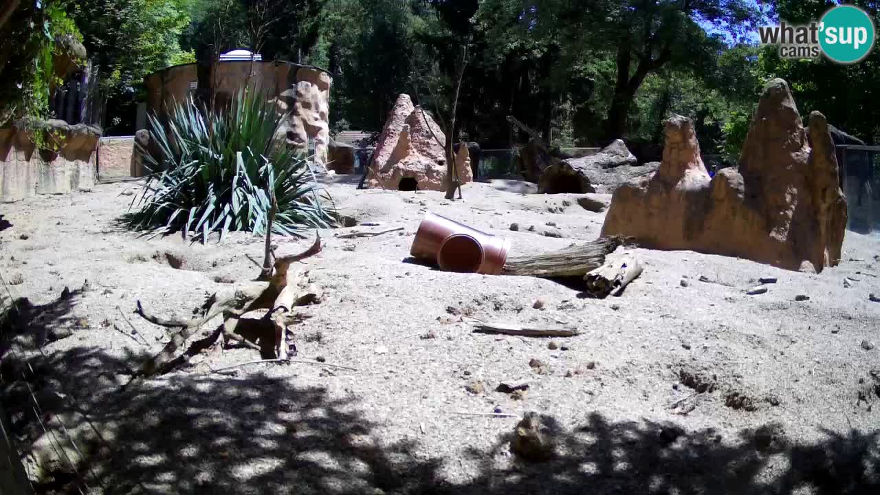 Zoo Ljubljana – Live webcam Meerkat (Suricata)