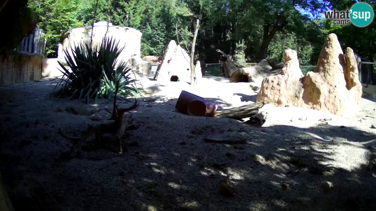 Zoo Ljubljana – Live webcam Meerkat (Suricata)