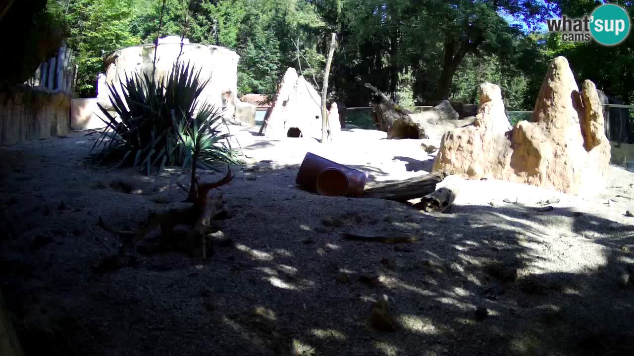 Zoo Ljubljana – Meerkat (Suricata)