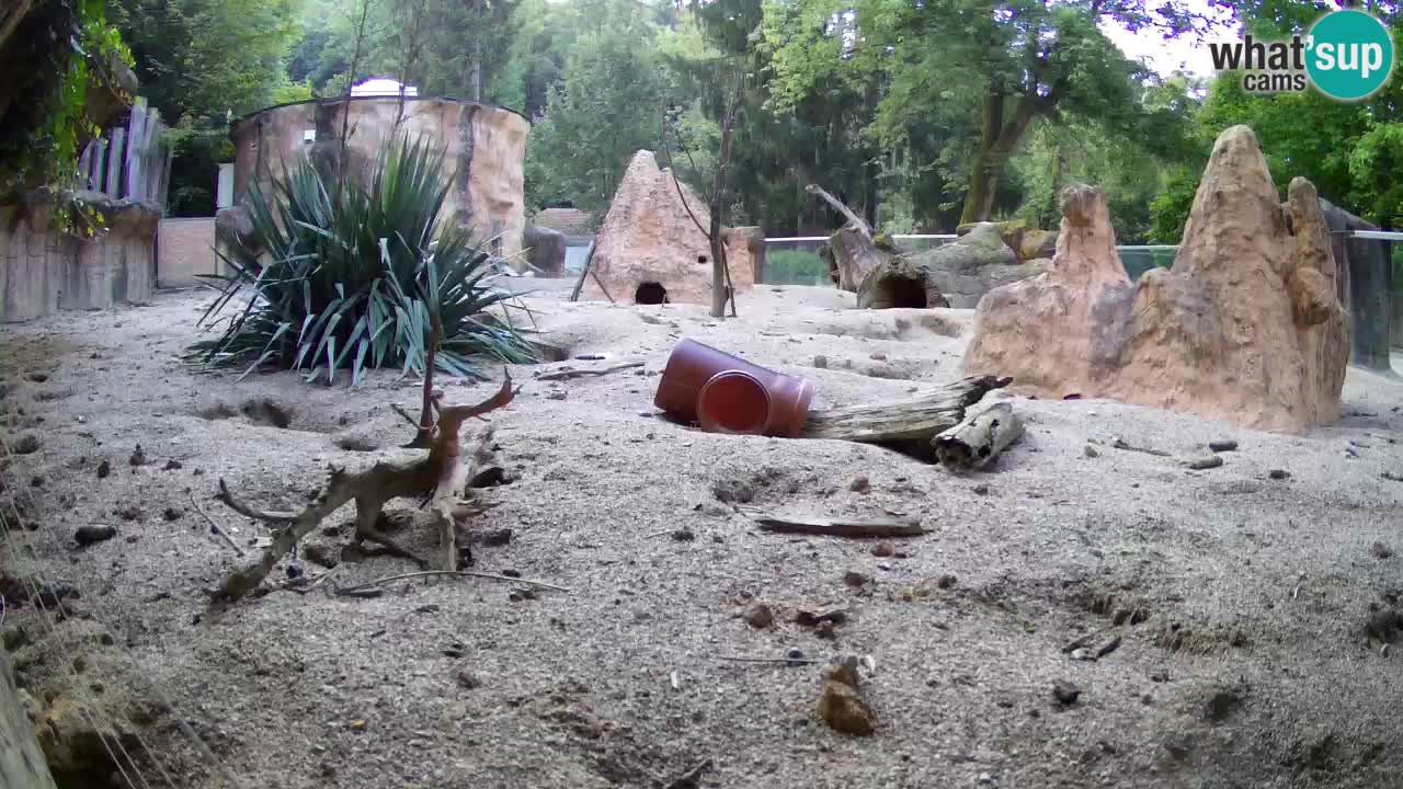 Webcam live Zoo Ljubljana – Suricata