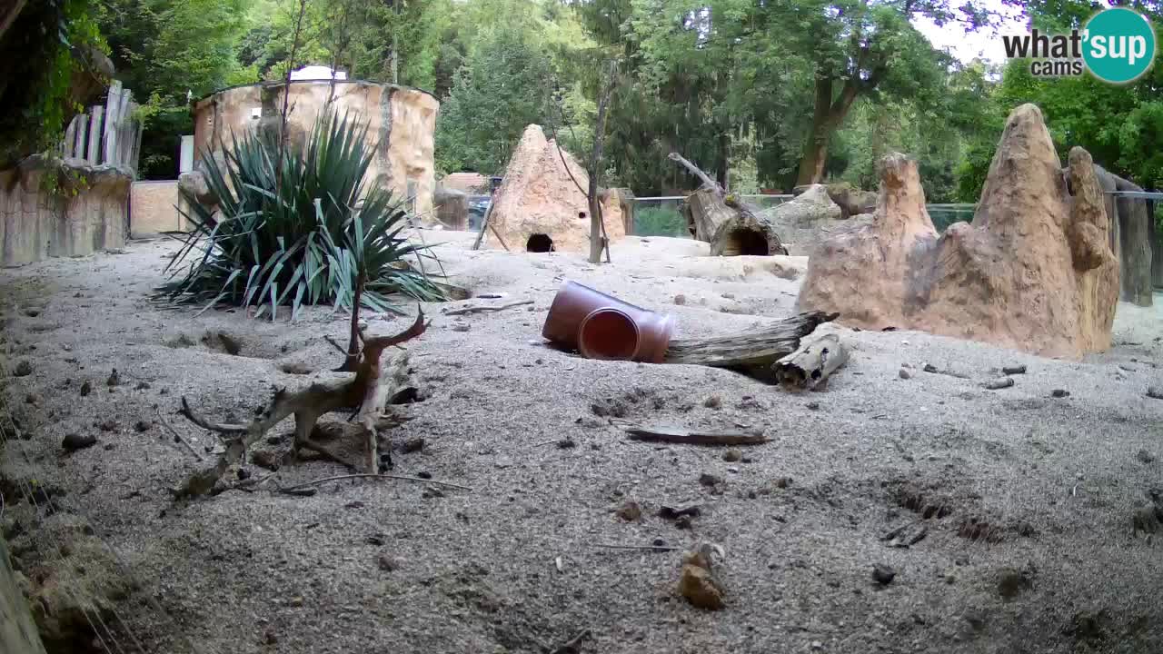Web kamera Zoo Ljubljana – Merkat