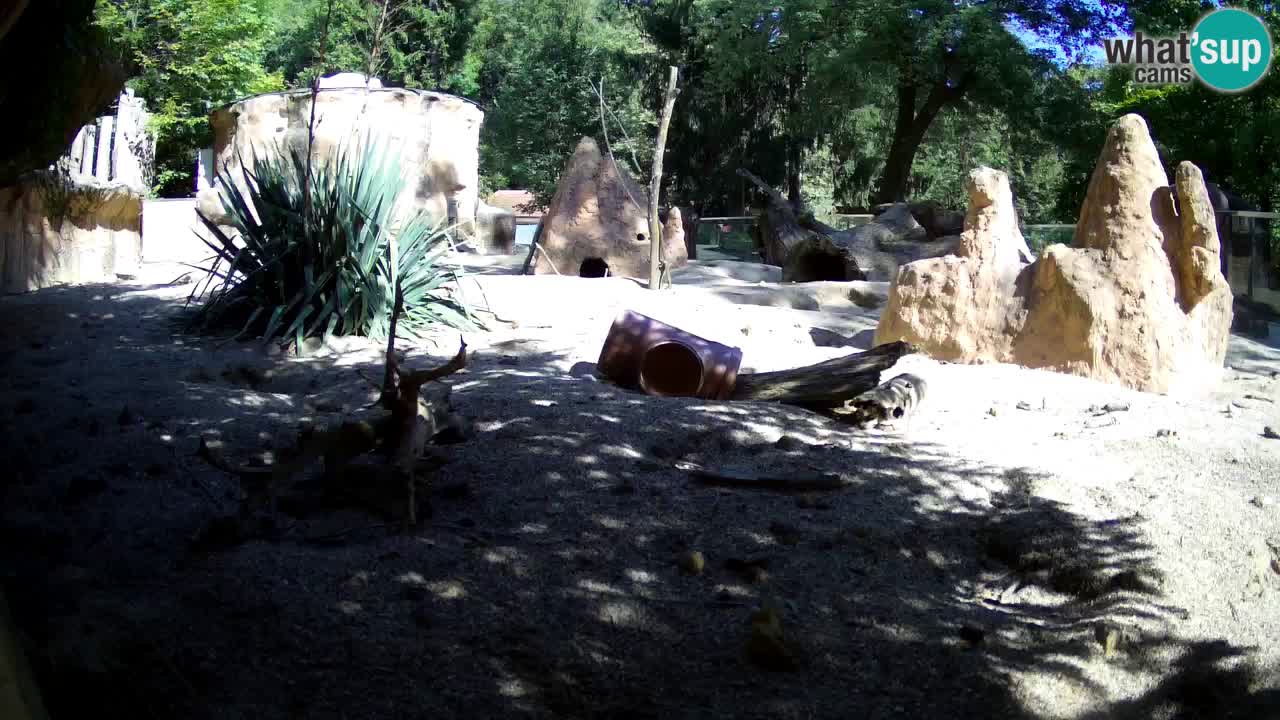 Webcam Zoo Ljubljana – Suricate