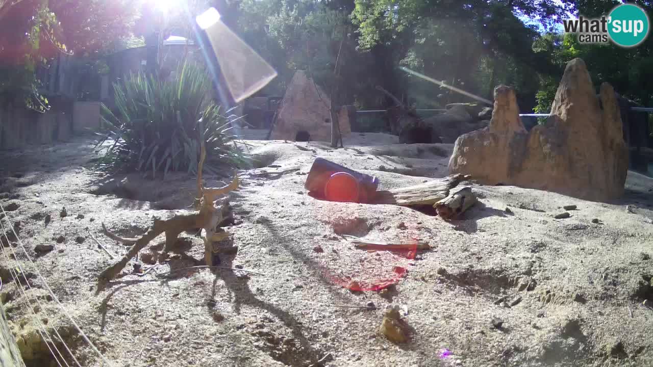 Webcam live Zoo Ljubljana – Suricata