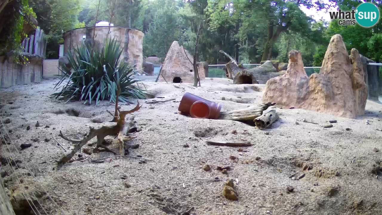 Webcam live Zoo Ljubljana – Suricata