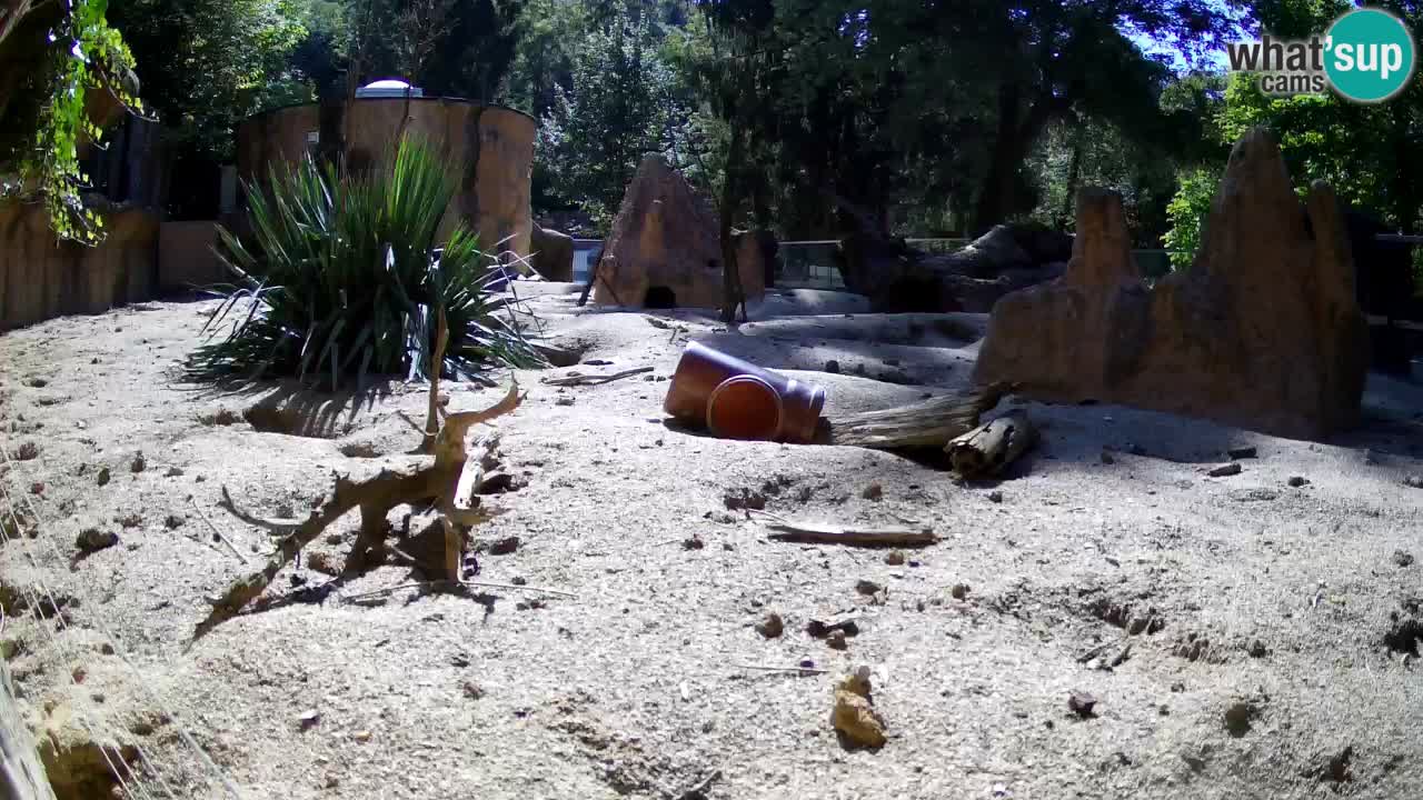 Zoo Ljubljana – Meerkat (Suricata)
