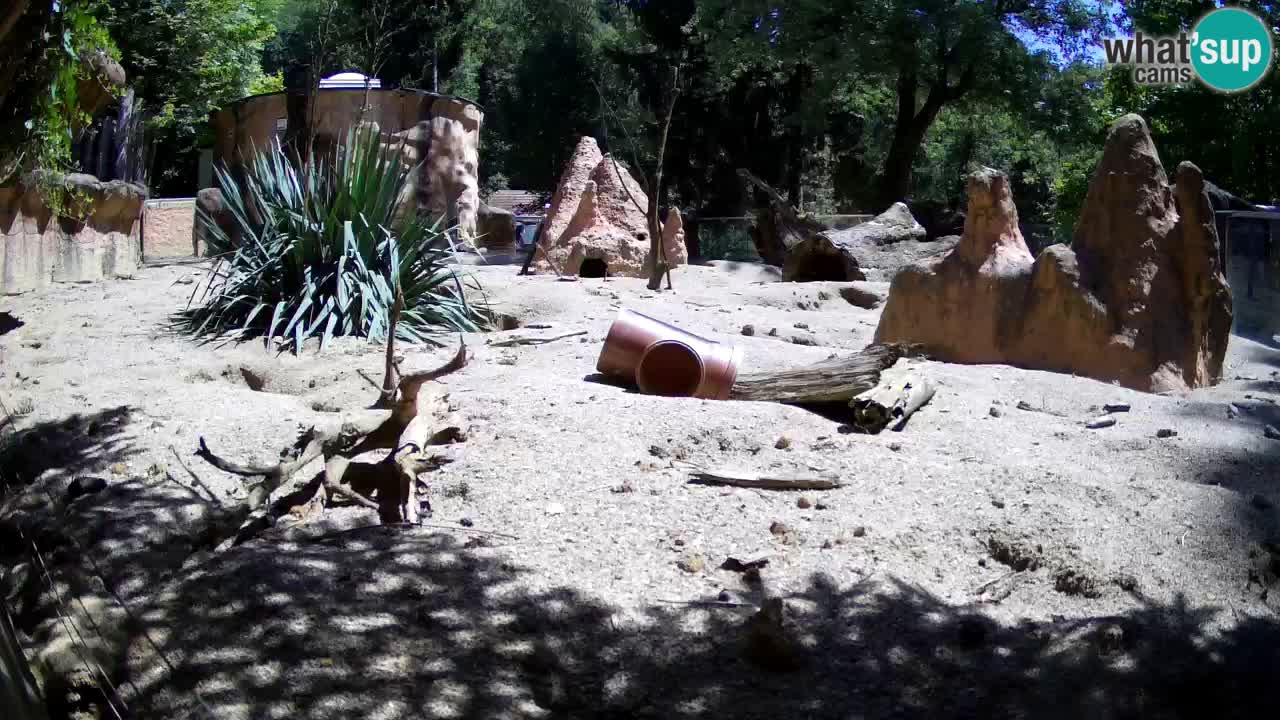 Zoo Ljubljana – Live webcam Meerkat (Suricata)