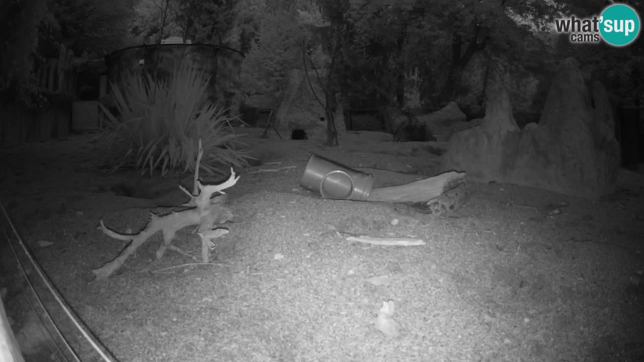 Live cam Zoo Ljubljana – Erdmännchen