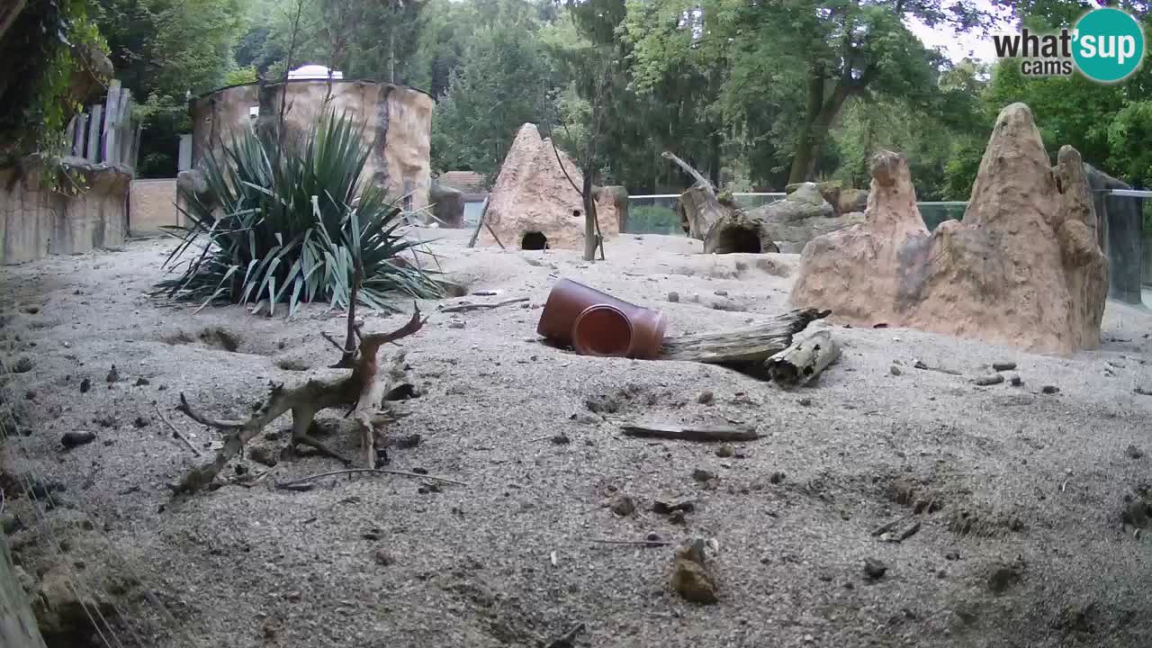 Zoo Ljubljana – Live webcam Meerkat (Suricata)
