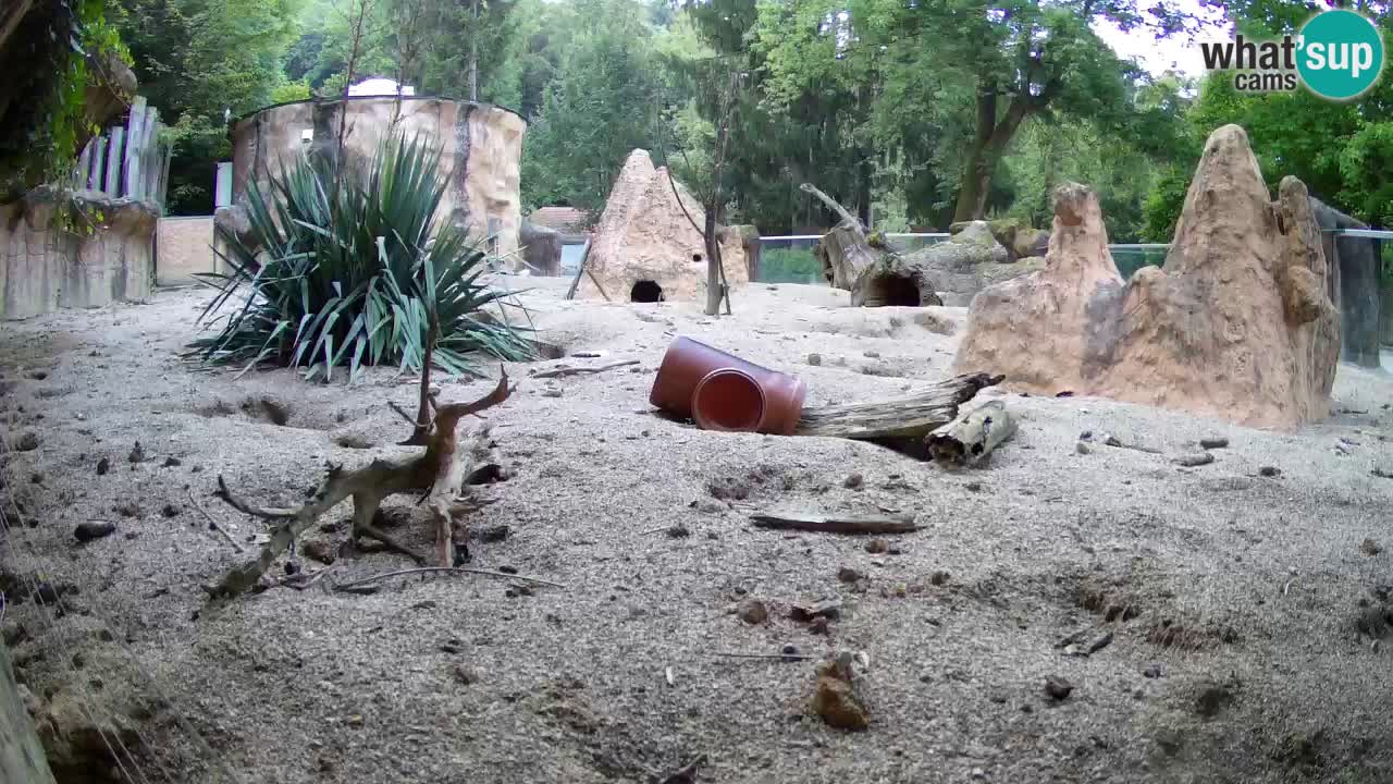 Web kamera Zoo Ljubljana – Merkat