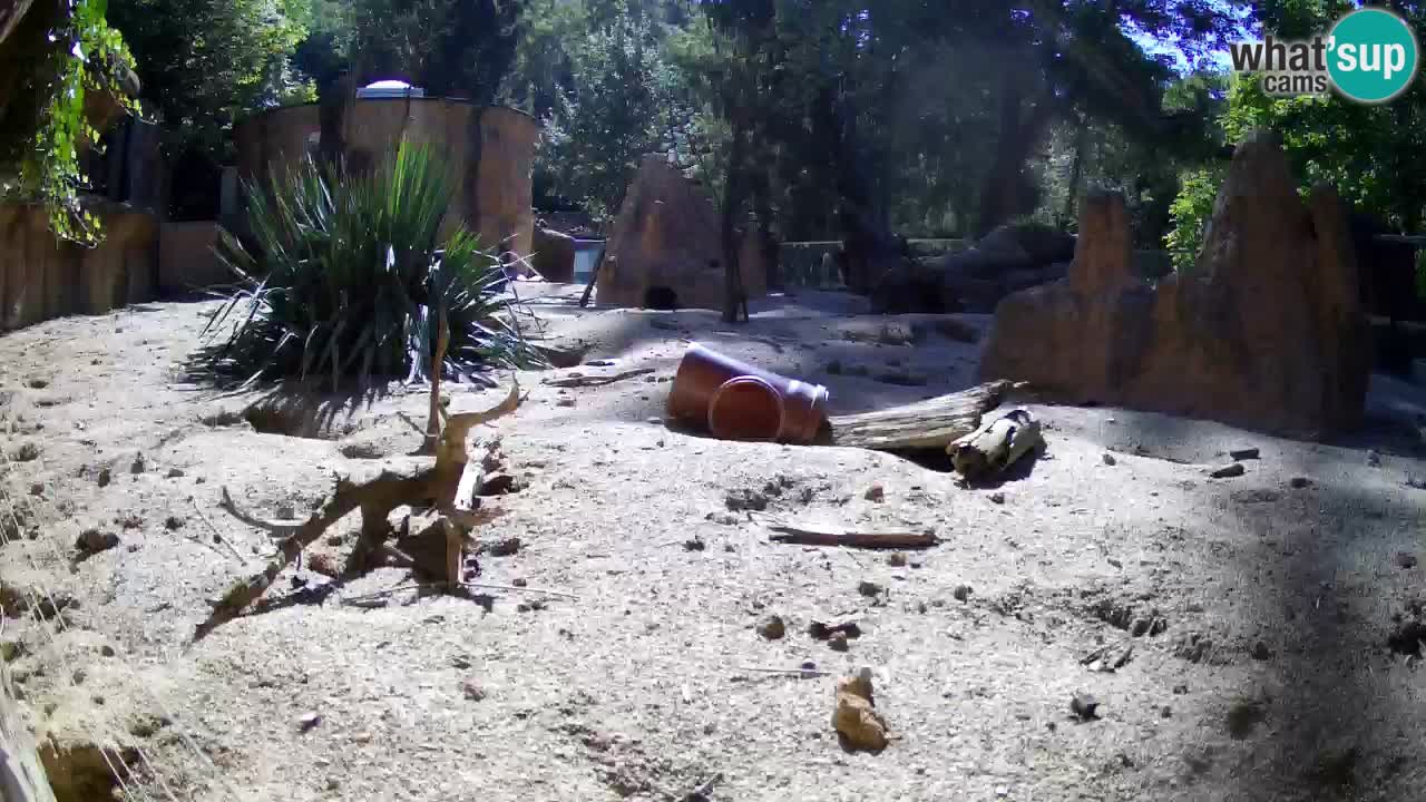 Webcam Zoo Ljubljana – Suricate