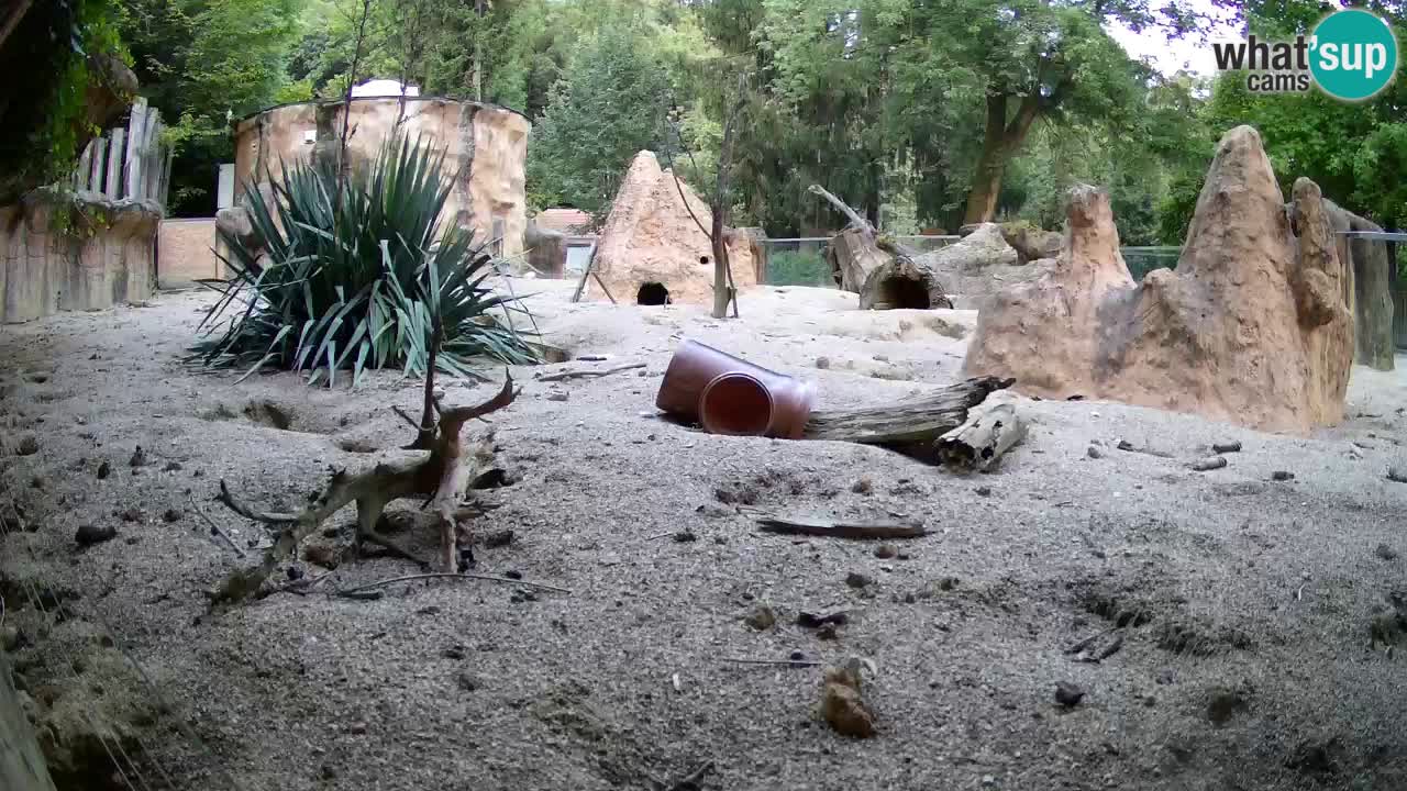 Webcam live Zoo Ljubljana – Suricata