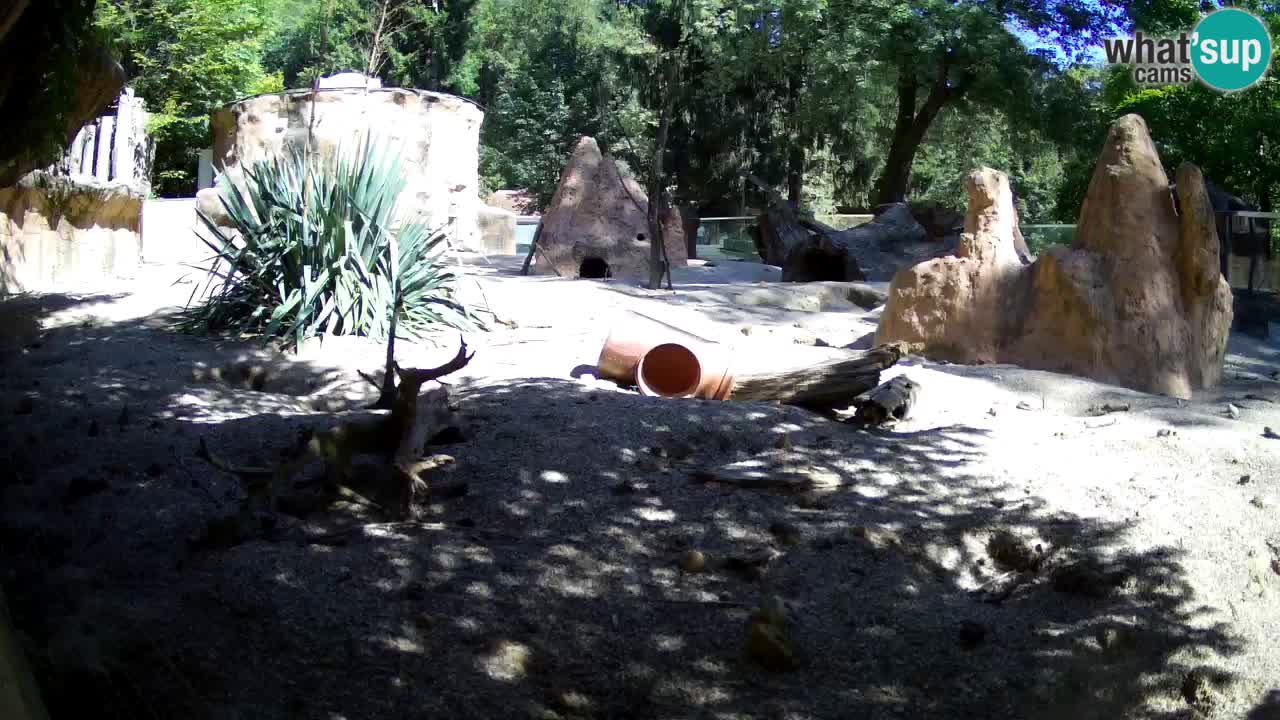 Zoo Ljubljana – Meerkat (Suricata)