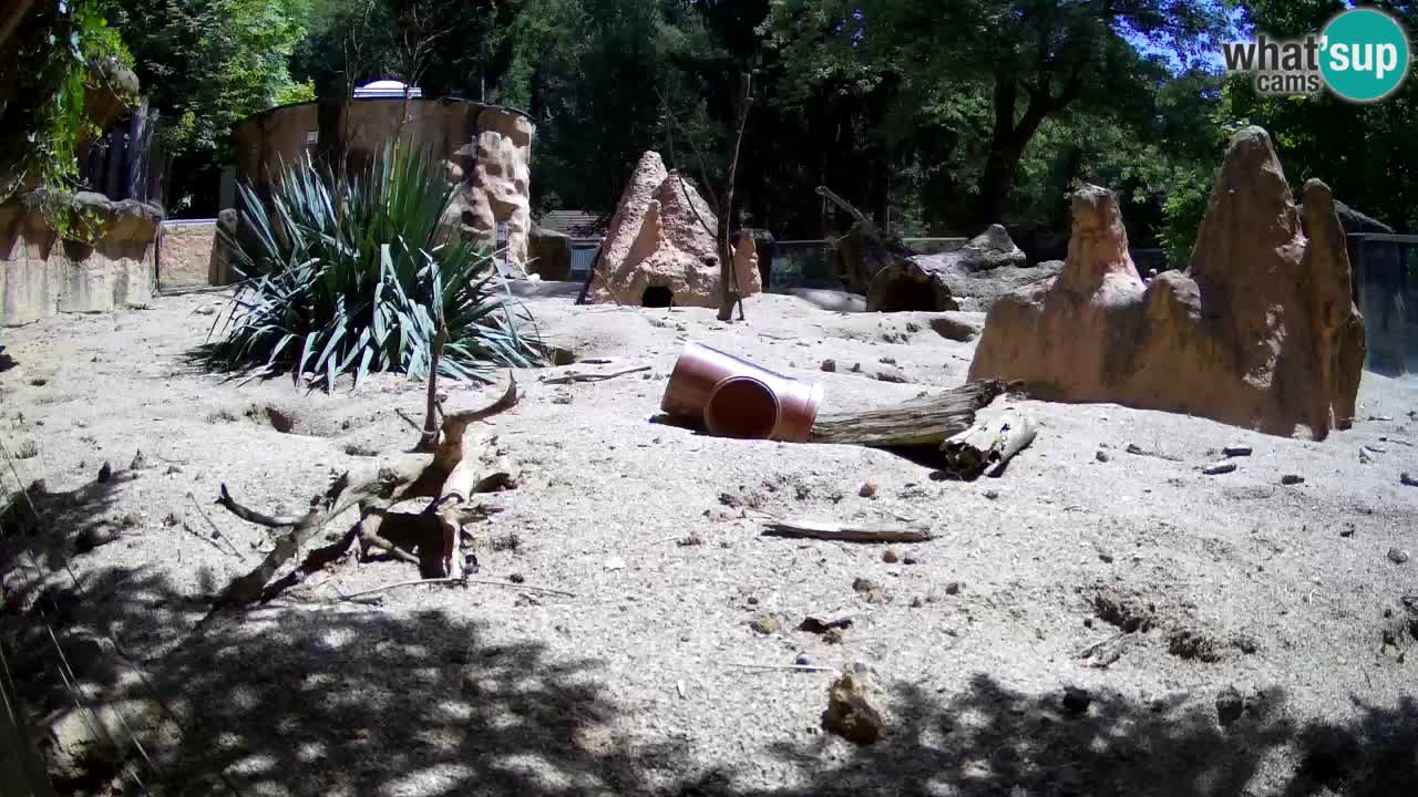 Zoo Ljubljana – Meerkat (Suricata)