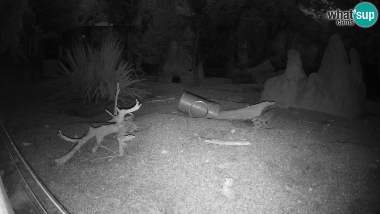 Zoo Ljubljana – Live webcam Meerkat (Suricata)