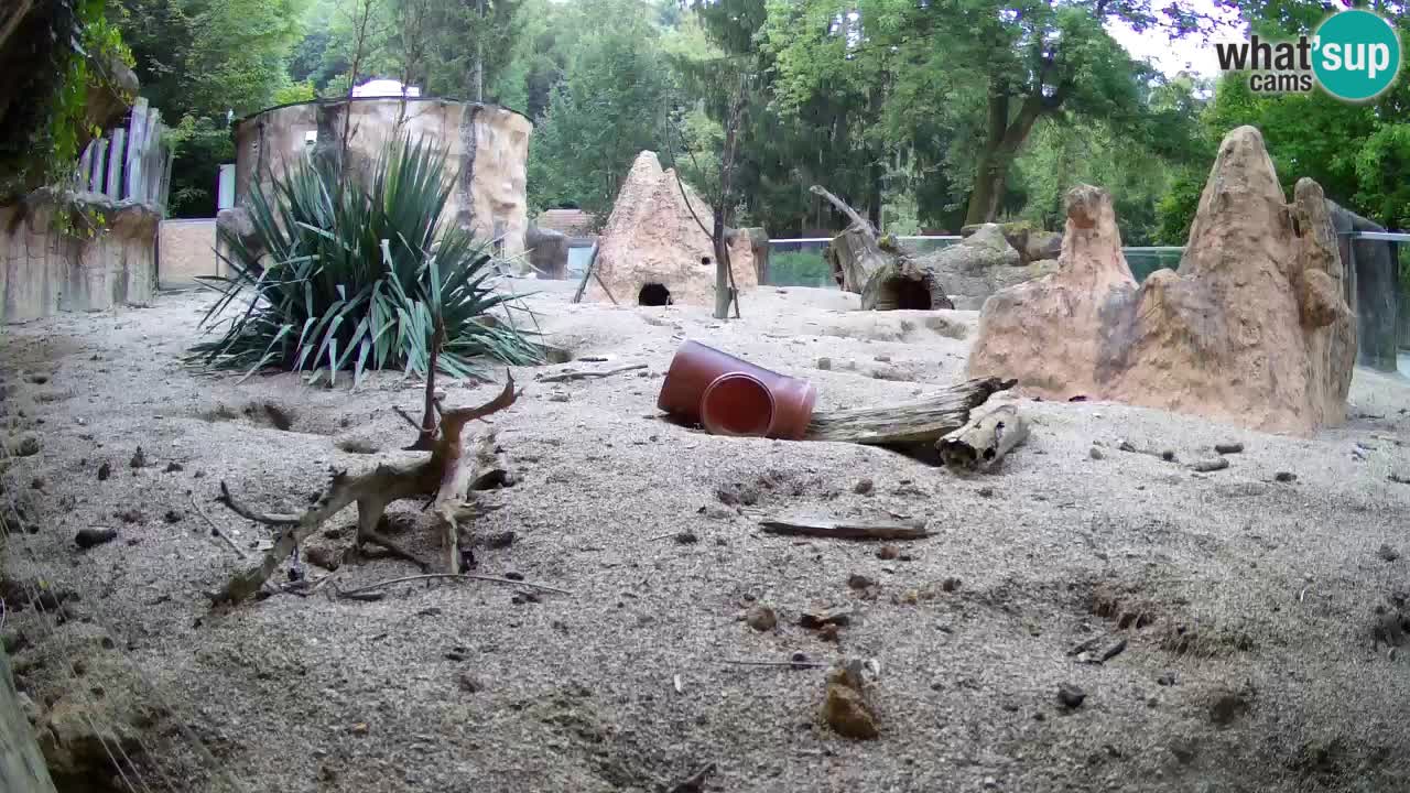Web kamera Zoo Ljubljana – Merkat