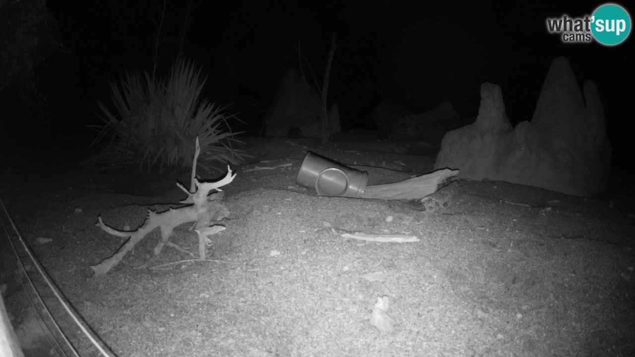 Webcam Zoo Ljubljana – Suricate