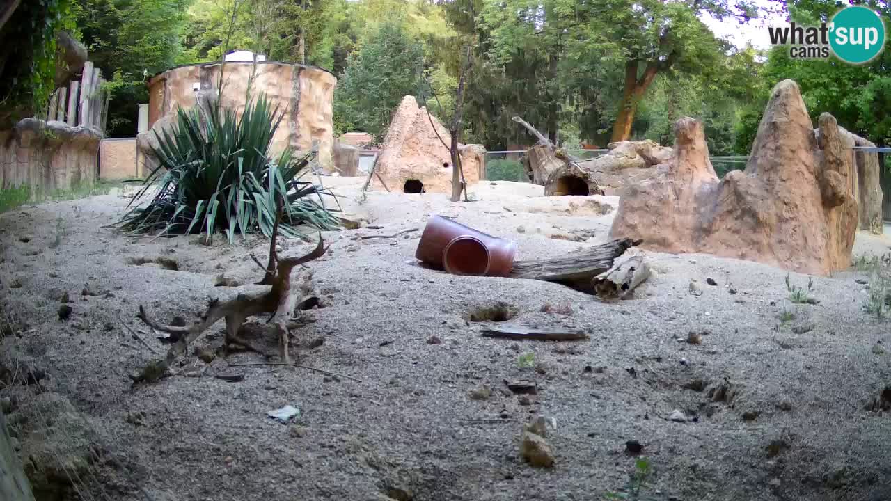 Zoo Ljubljana – Live webcam Meerkat (Suricata)