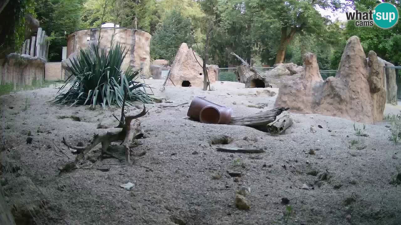 Zoo Ljubljana – Live webcam Meerkat (Suricata)