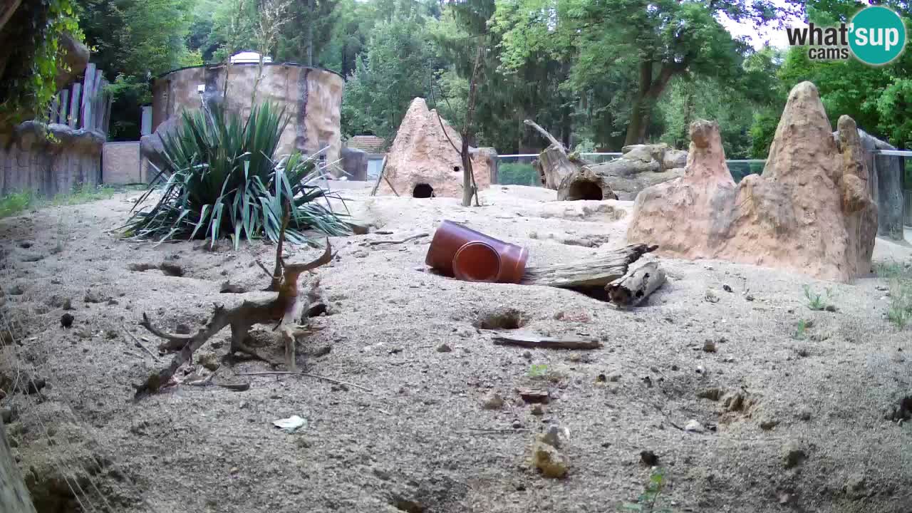 Live cam Zoo Ljubljana – Erdmännchen