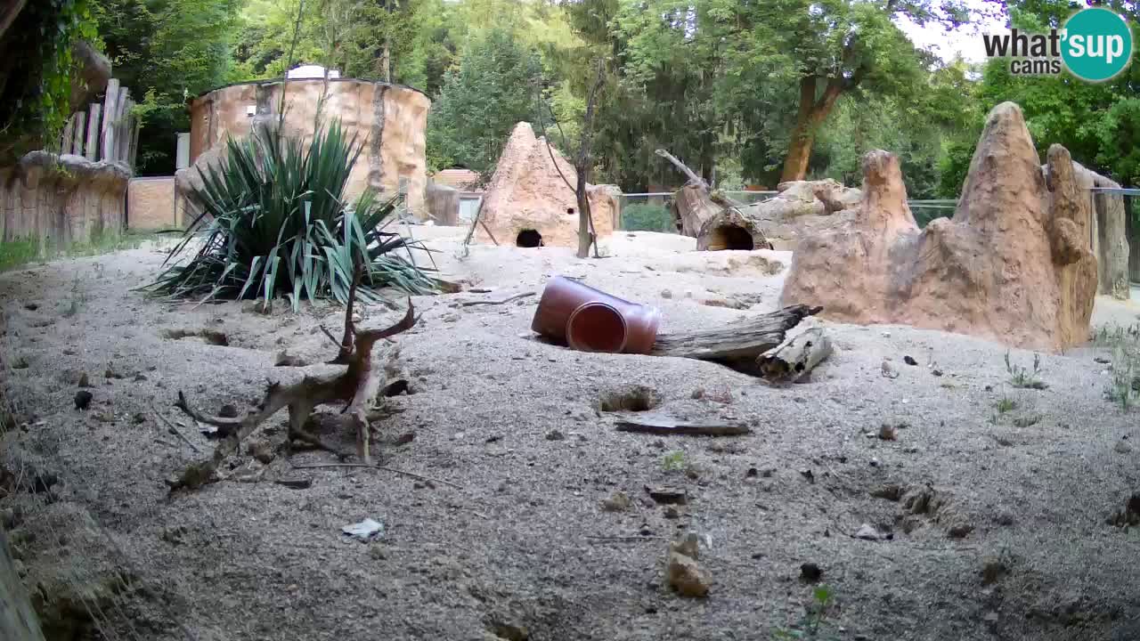Zoo Ljubljana – Live webcam Meerkat (Suricata)