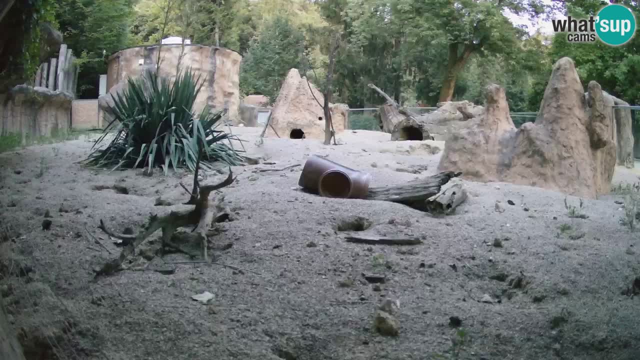 Web kamera Zoo Ljubljana – Merkat