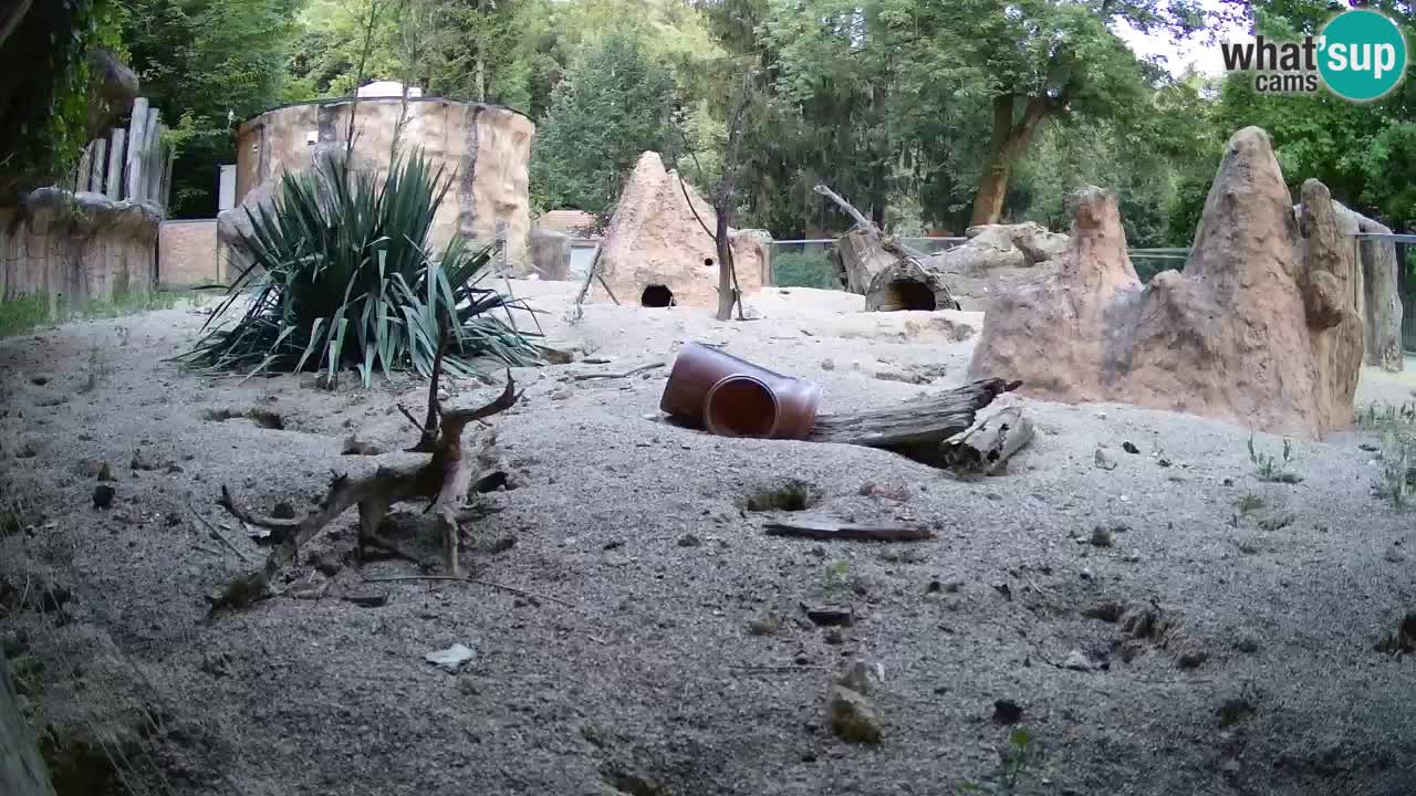 Zoo Ljubljana – Live webcam Meerkat (Suricata)