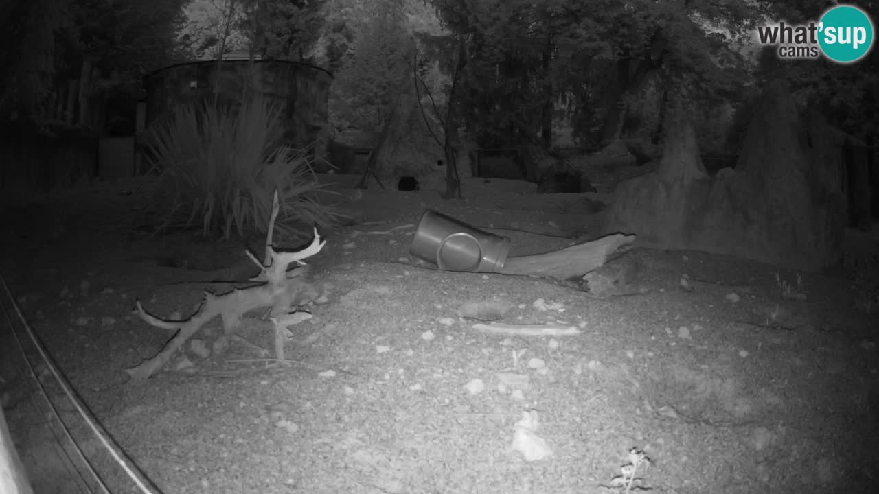 Live cam Zoo Ljubljana – Erdmännchen