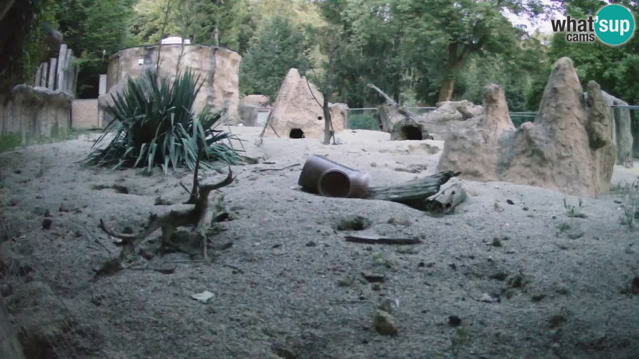 Web kamera Zoo Ljubljana – Merkat