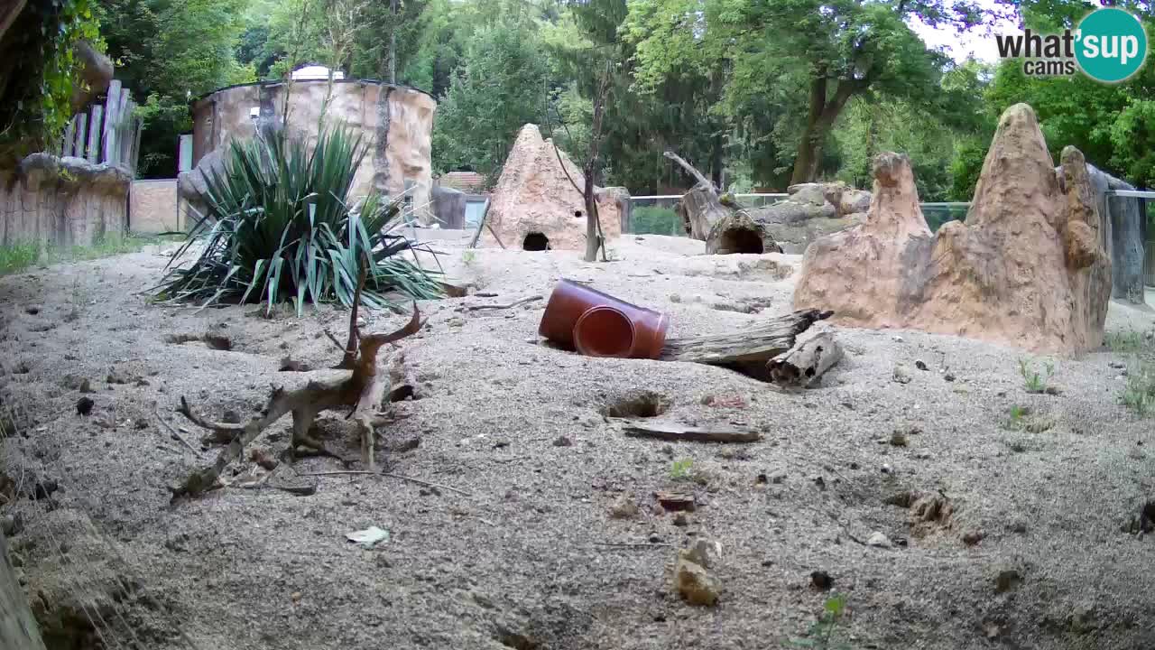 Live cam Zoo Ljubljana – Erdmännchen