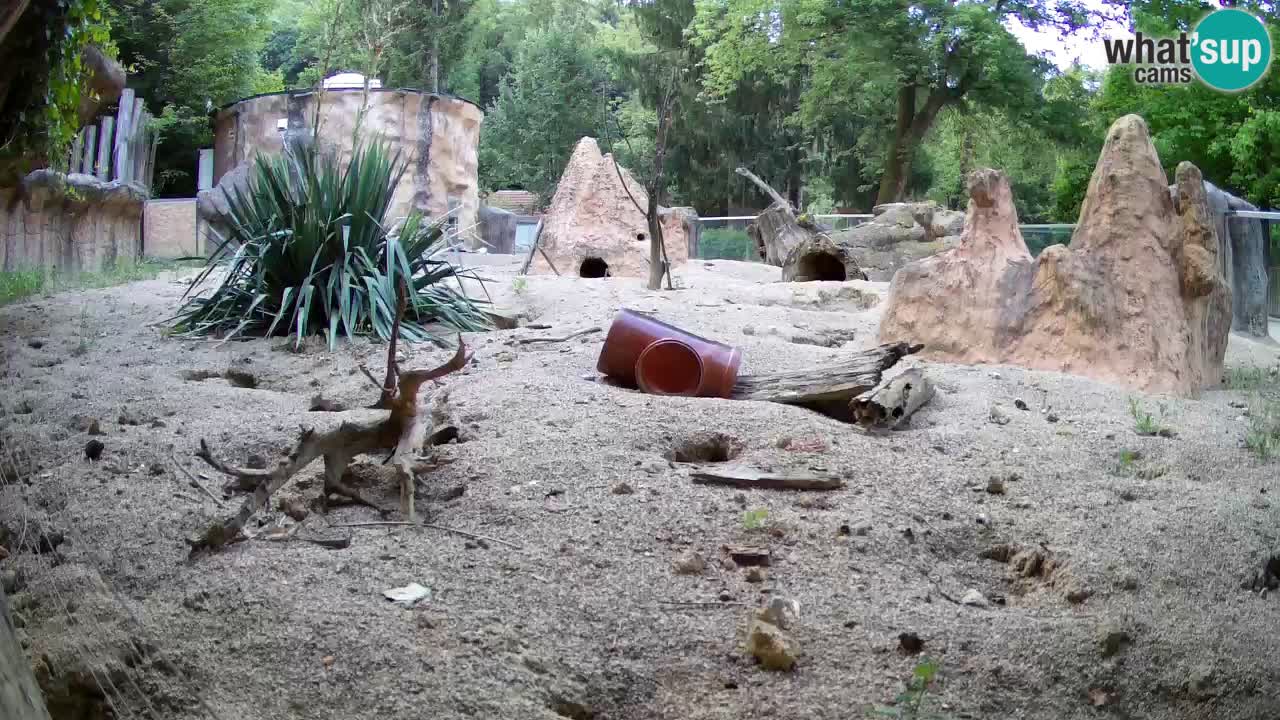 Webcam live Zoo Ljubljana – Suricata