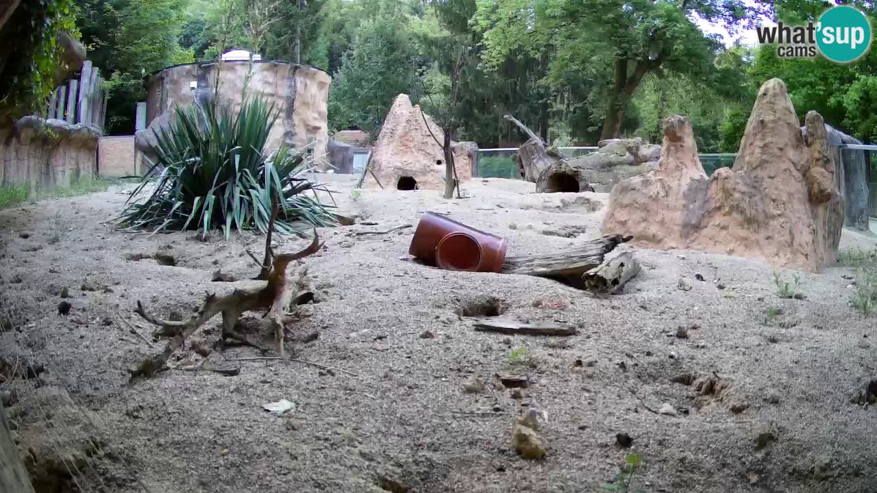 Web kamera Zoo Ljubljana – Merkat