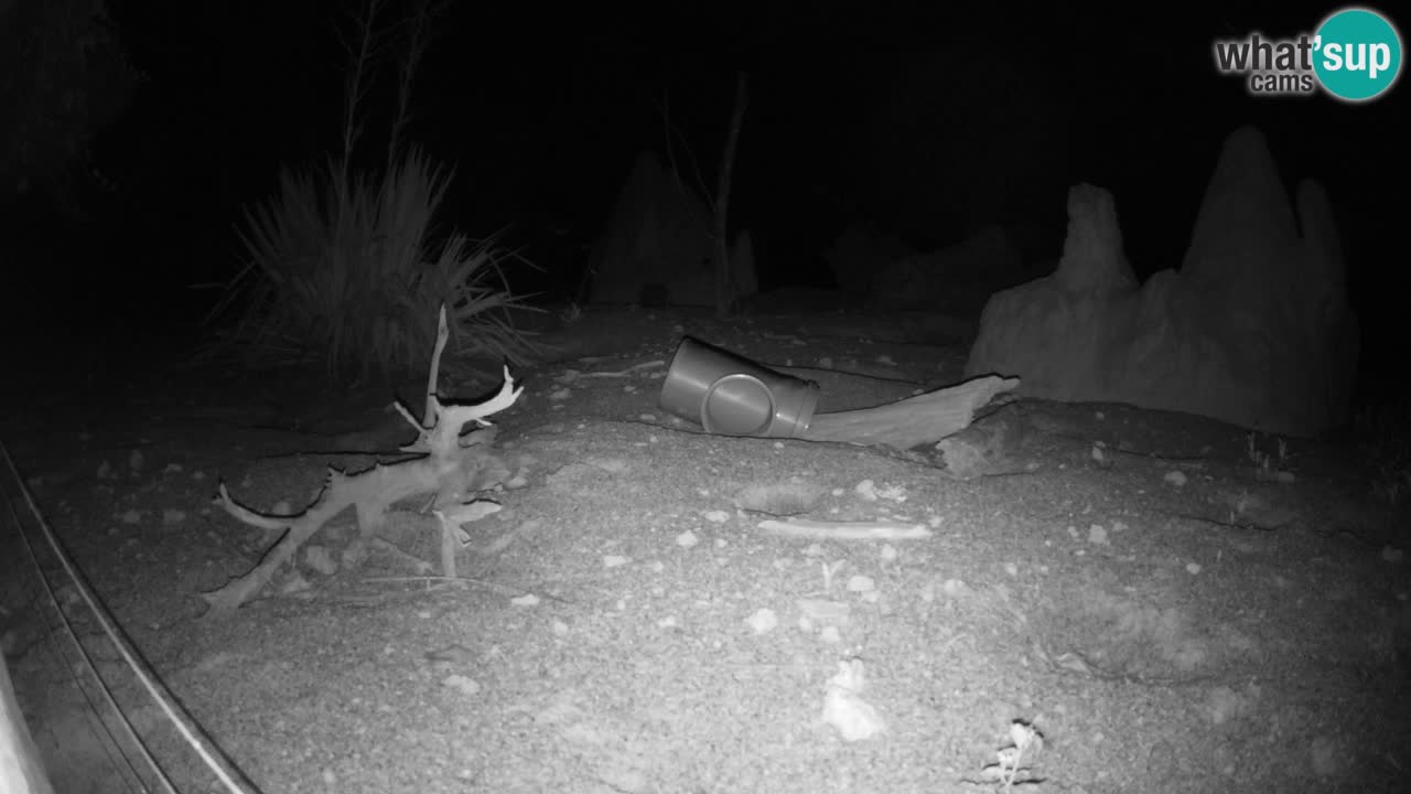 Live cam Zoo Ljubljana – Erdmännchen