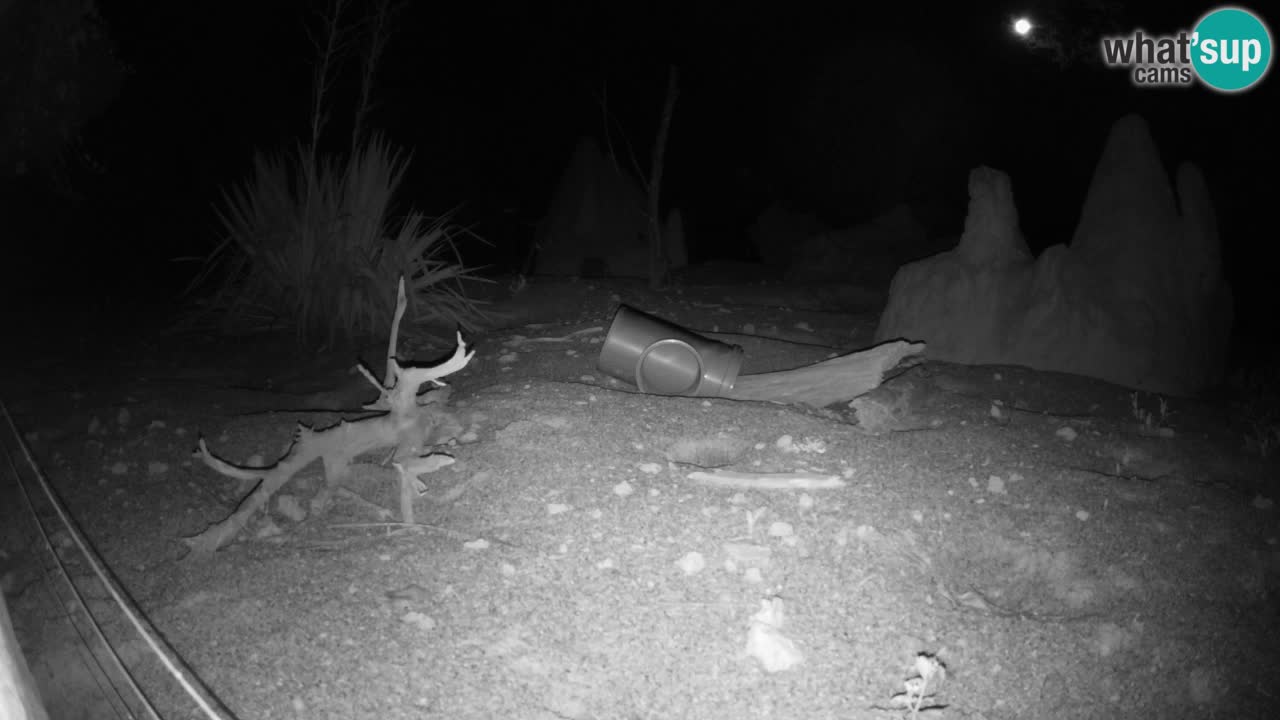 Webcam Zoo Ljubljana – Suricate