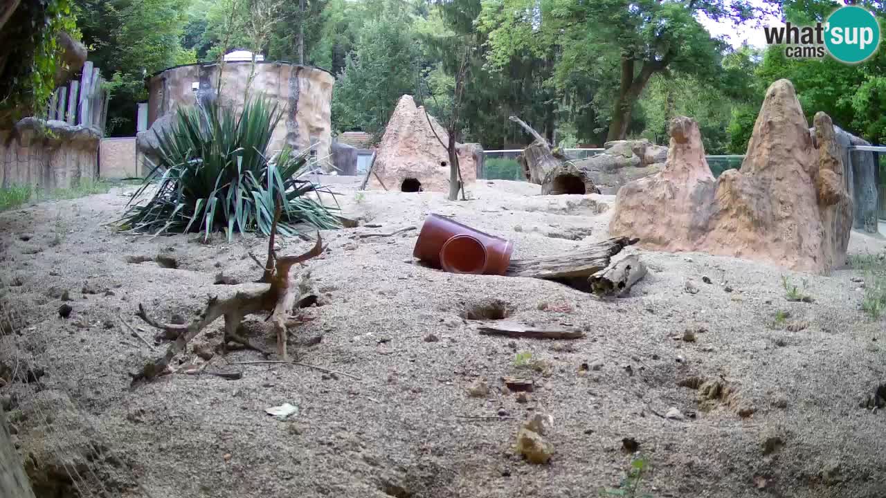 Webcam Zoo Ljubljana – Suricate