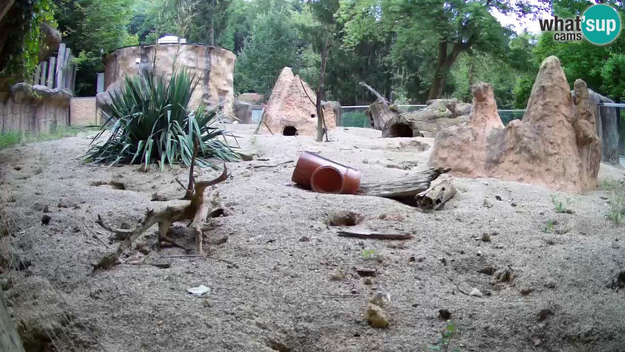Zoo Ljubljana – Meerkat (Suricata)