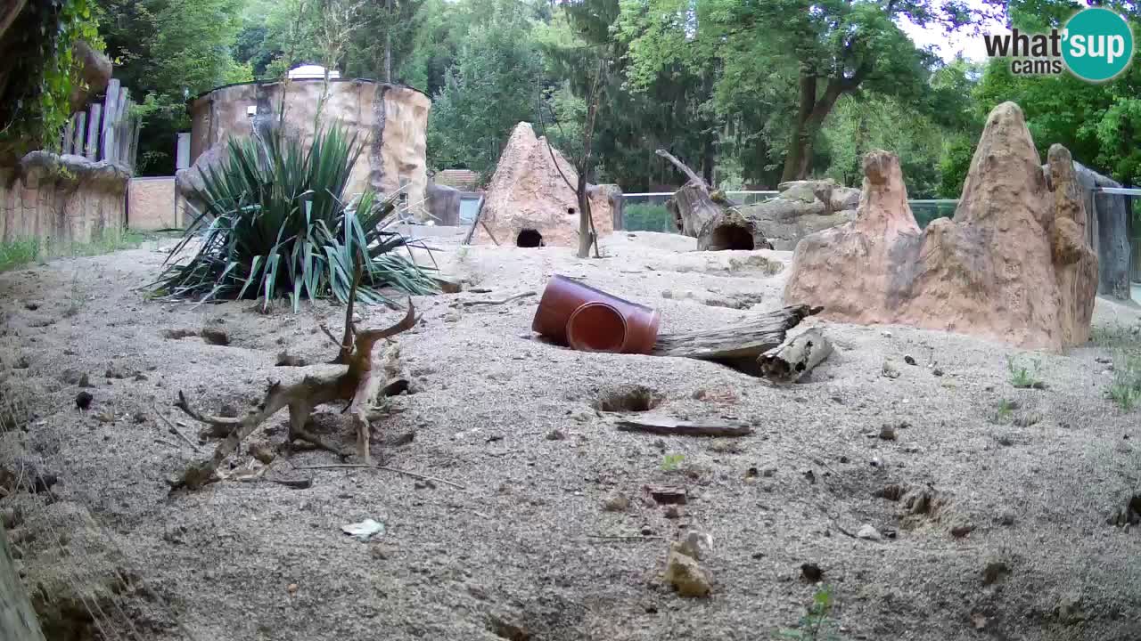 Web kamera Zoo Ljubljana – Merkat
