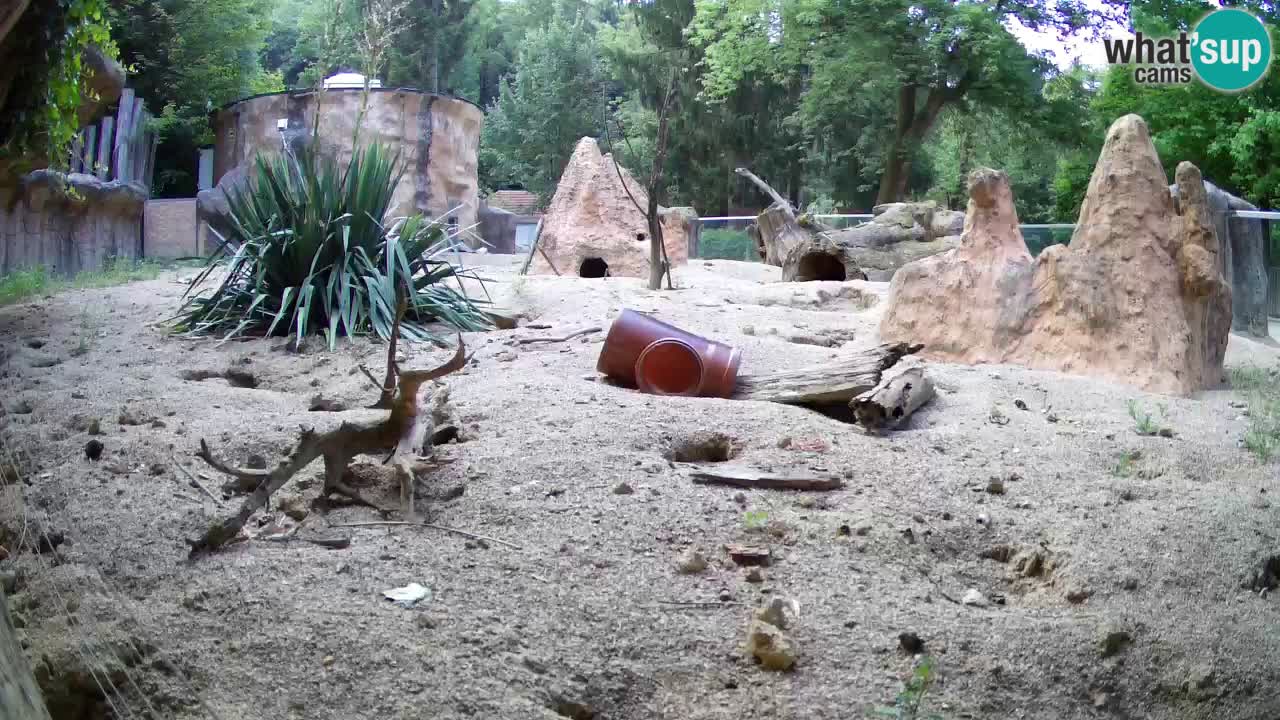 Live cam Zoo Ljubljana – Erdmännchen