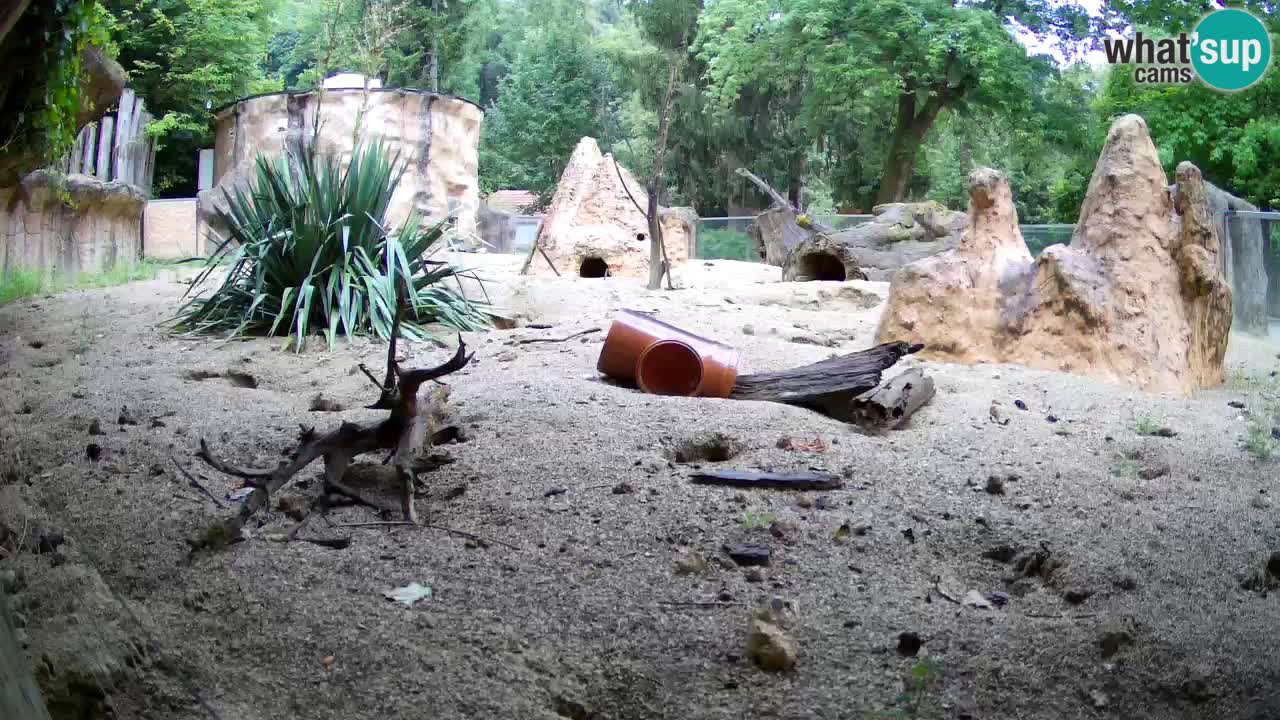 Webcam Zoo Ljubljana – Suricate