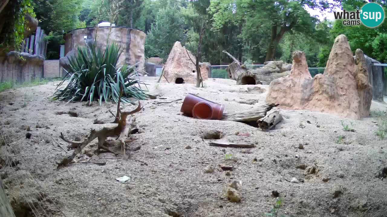 Live cam Zoo Ljubljana – Erdmännchen