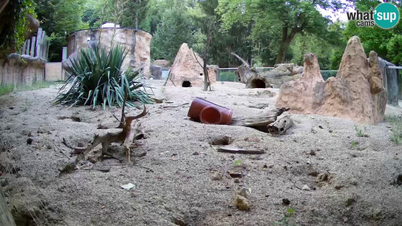 Zoo Ljubljana – Meerkat (Suricata)