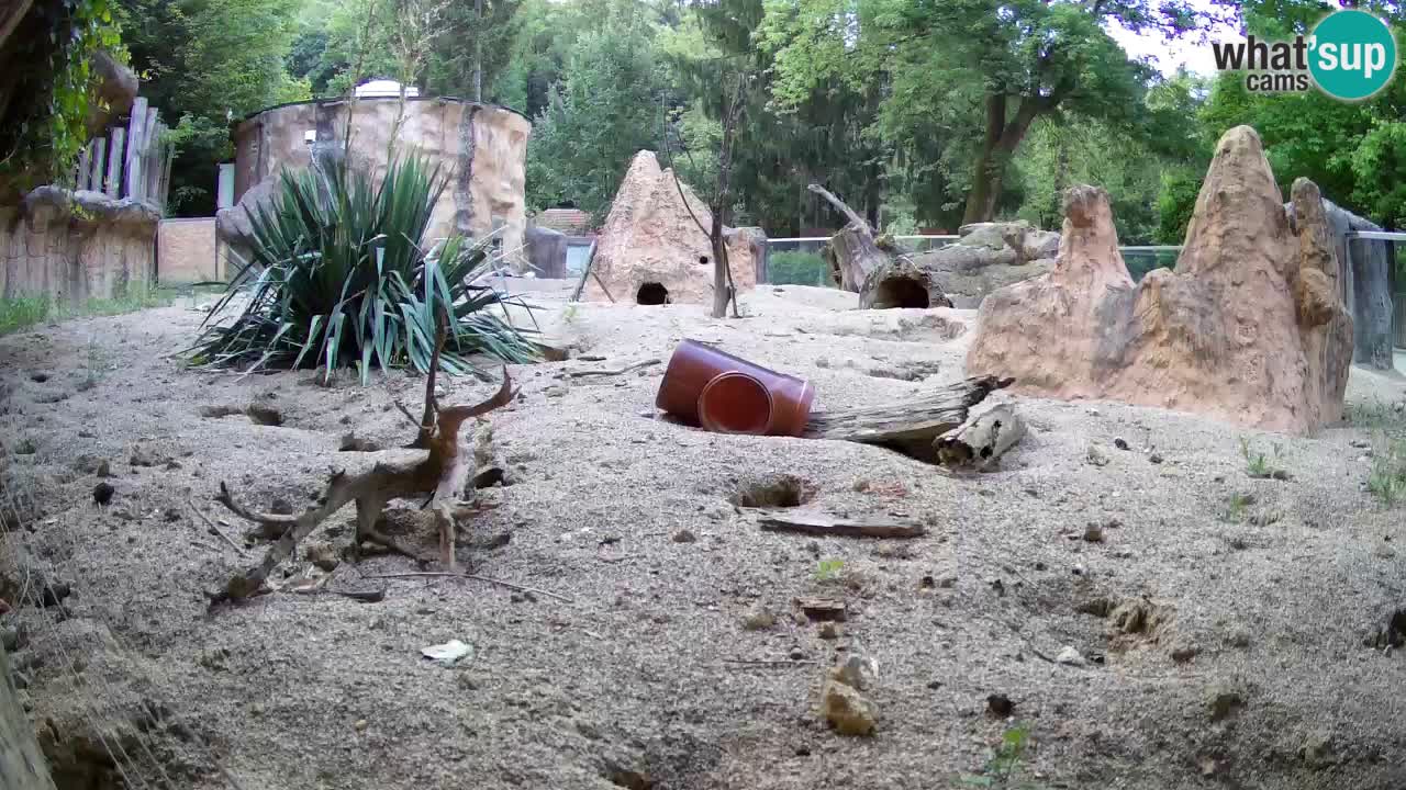 Zoo Ljubljana – Meerkat (Suricata)
