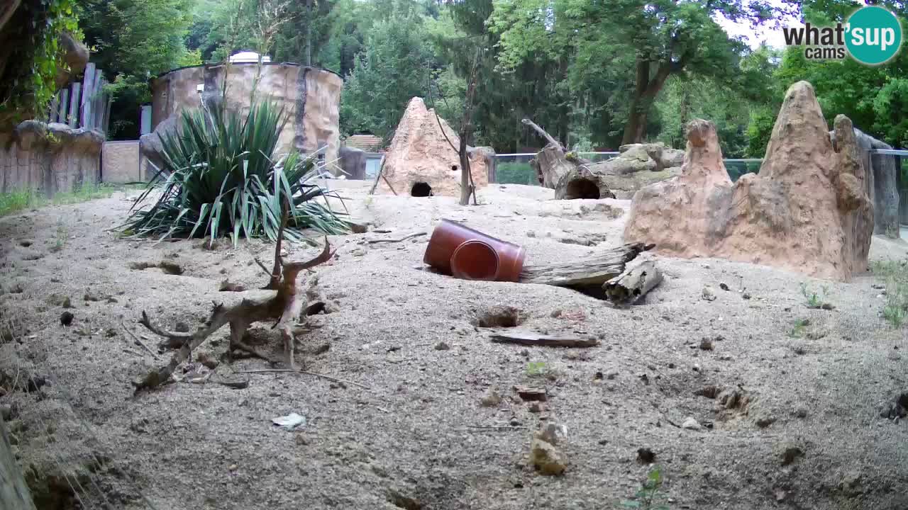 Zoo Ljubljana – Meerkat (Suricata)