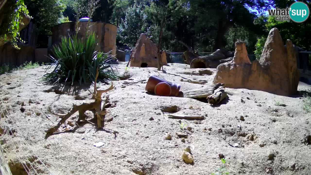 Zoo Ljubljana – Meerkat (Suricata)